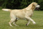 Etoile - Labrador Retriever (1 an)
