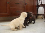 cachorros - Labrador Retriever
