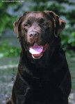 vahiné - Labrador Retriever (5 ans)