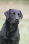 Stella ! . xo - Labrador Retriever (4 ans)