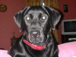 Boka - Labrador Retriever (3 ans)