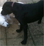 harvey - Labrador Retriever M&acirc;le (4 ans)