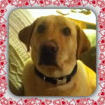 Kaste - Labrador Retriever (2 ans)