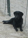 bianca - Labrador Retriever (3 ans)