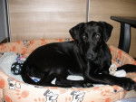 Akira - Labrador Retriever (8 mois)