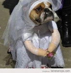 angel - Labrador Retriever M&acirc;le (1 an)