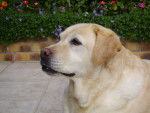 Orasie - Labrador Retriever (10 ans)