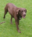 Lori - Labrador Retriever (7 ans)