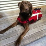 Seeka - Labrador Retriever M&acirc;le (5 ans)