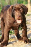 Chocolat - Labrador Retriever Mâle (6 mois)