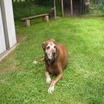 choco - Labrador Retriever (7 ans)