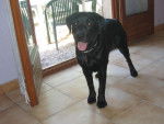 kima - Labrador Retriever (9 mois)