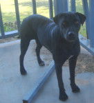 molly - Labrador Retriever (7 ans)