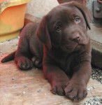 chocolatin - Labrador Retriever (2 mois)