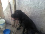 almodovar - Labrador Retriever (7 ans)