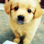 Chien - Labrador Retriever (4 mois)