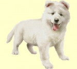 Eclair - Labrador Retriever M&acirc;le (7 mois)