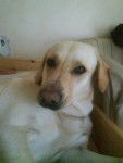Bounty - Labrador Retriever (3 ans)
