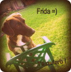 Frida - Labrador Retriever (5 ans)