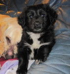 Helie - Labrador Retriever (2 mois)