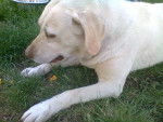 lady con un HUESO :L - Labrador Retriever (4 ans)