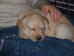 lila - Labrador Retriever (1 an)