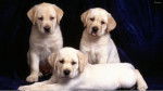 Yellow Labs - Labrador Retriever (6 mois)