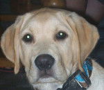 Eos - Labrador Retriever M&acirc;le (9 mois)