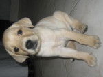 mi hermoso bebe - Labrador Retriever (3 mois)
