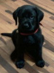 rocco - Labrador Retriever (4 mois)