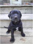 Misty - Labrador Retriever (1 mois)