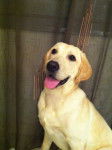 Hana - Labrador Retriever (1 an)