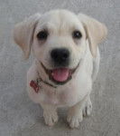princesa - Labrador Retriever (6 mois)
