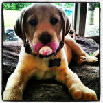 Chance - Labrador Retriever M&acirc;le (6 mois)