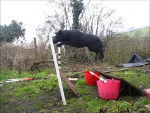 Ruby jumping 2 - Labrador Retriever (3 ans)