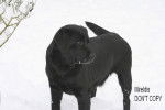 Velours - Labrador Retriever (6 ans)