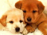 zu zu e mindy - Labrador Retriever (5 mois)