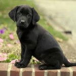 Lucy - Labrador Retriever (3 mois)