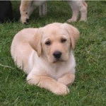 Max - Labrador Retriever M&acirc;le (1 an)