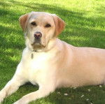 Lucy - Labrador Retriever (4 ans)