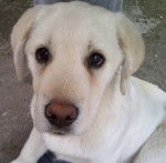 Elsa - Labrador Retriever (1 an)