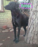 Roque - Labrador Retriever Mâle (5 ans)