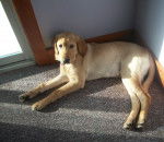 Buddy - Labrador Retriever M&acirc;le (5 mois)