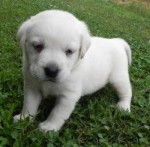 ALEX - Labrador Retriever M&acirc;le (7 mois)