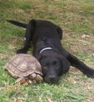 Cira y Manuelita - Labrador Retriever