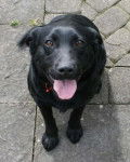 Ann when she was younger - Labrador Retriever