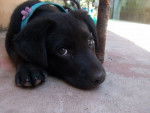 Luna - Labrador Retriever (8 mois)