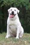 polo - Labrador Retriever Mâle (6 ans)
