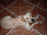 Maily - Labrador Retriever (1 an)