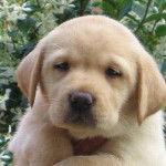 paggy - Labrador Retriever (4 mois)